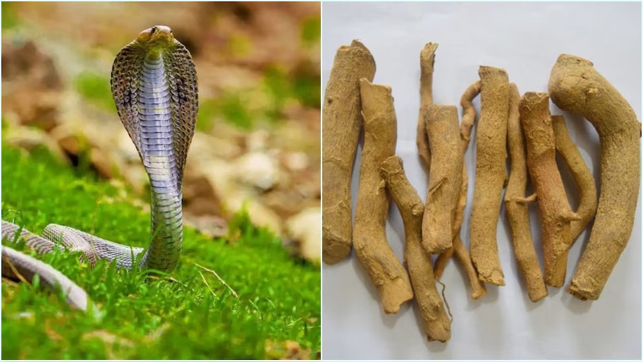 Snake Repellent: ఈ చెట్లు ఉంటే పాములు ఇంటి దరిదాపుల్లోకి రావు..కిలోమీటర్ పారిపోతాయి!