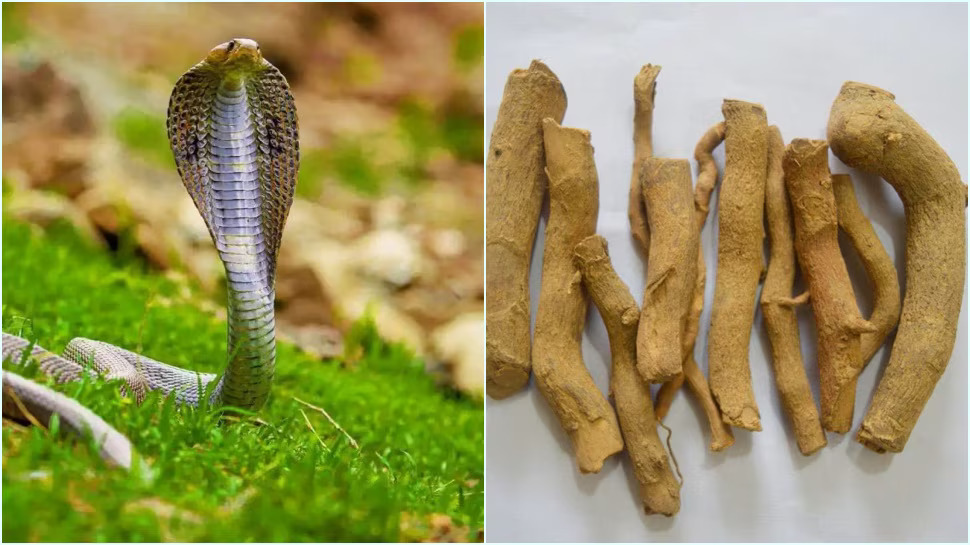 Snake Repellent: ఈ చెట్లు ఉంటే పాములు ఇంటి దరిదాపుల్లోకి రావు..కిలోమీటర్ పారిపోతాయి! Snake Repellent: ఈ చెట్లు ఉంటే పాములు ఇంటి దరిదాపుల్లోకి రావు..కిలోమీటర్ పారిపోతాయి!