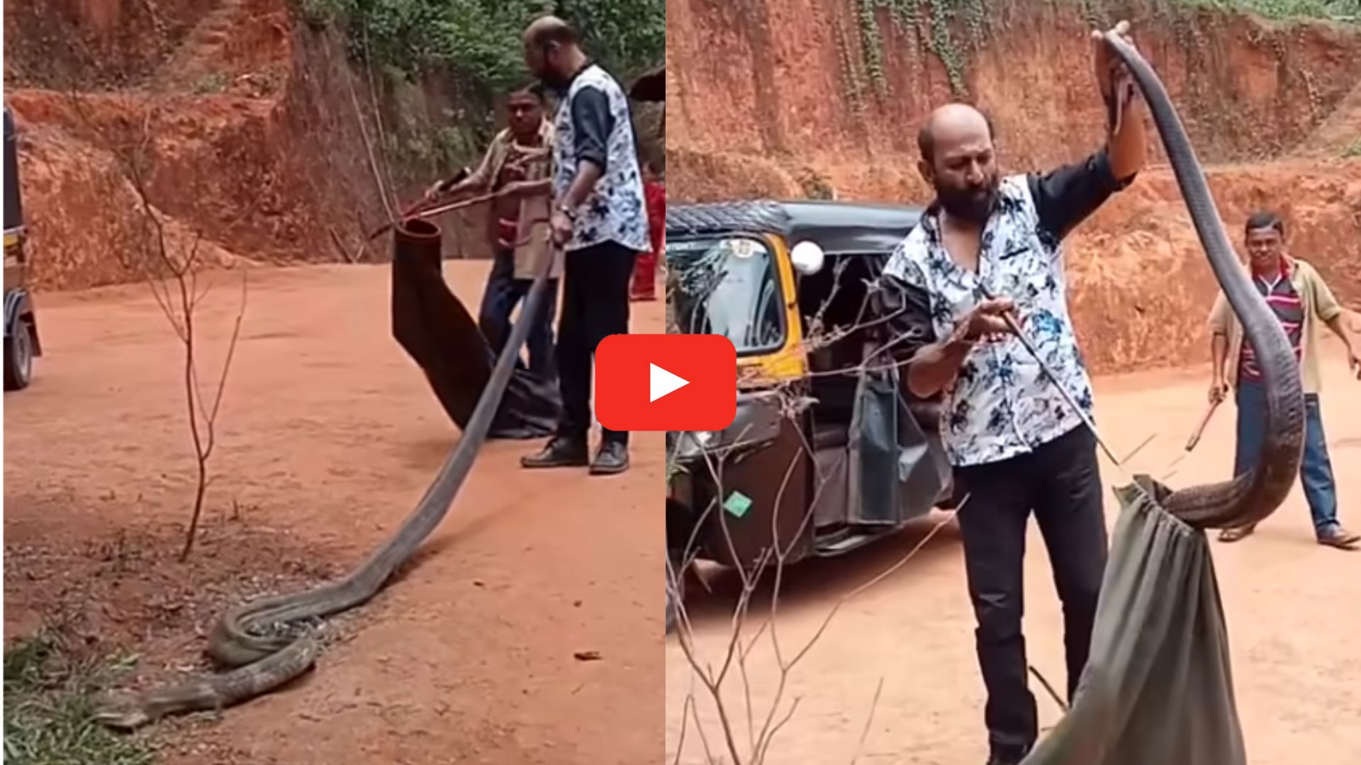 King Cobra Video: సక్సెస్ ఫుల్‌గా.. 297వ కింగ్ కోబ్రాను పట్టుకున్న స్నేక్ క్యాచర్.. వీడియో ఇదే..