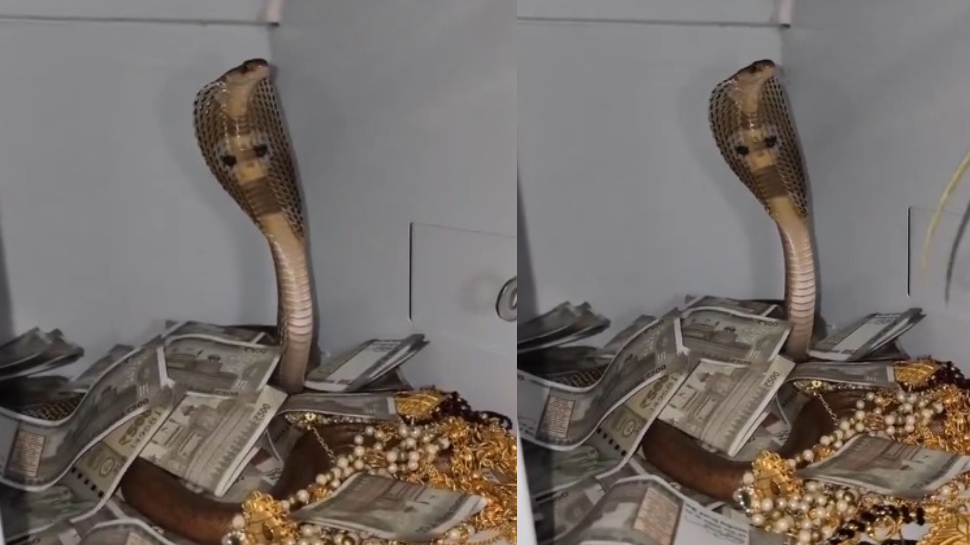 Cobra Snake Video: ఇదెక్కడి మాస్ రా మావా.!. డబ్బులు, బంగారం ఉన్న లాకర్లో దూరిన నాగు పాము.. అరుదైన వీడియో.. Cobra Snake Video: ఇదెక్కడి మాస్ రా మావా.!. డబ్బులు, బంగారం ఉన్న లాకర్లో దూరిన నాగు పాము.. అరుదైన వీడియో..