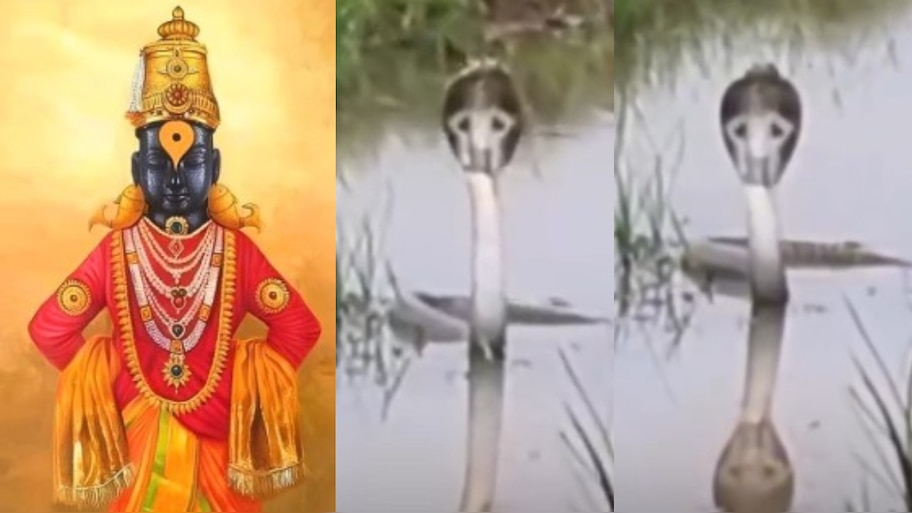 Snake Video: మహారాష్ట్రలో అద్భుతం.. పాము పడగ మీద పండరీపురం విఠలేశ్వరుడి ప్రతీరూపం.. అరుదైన వీడియో..