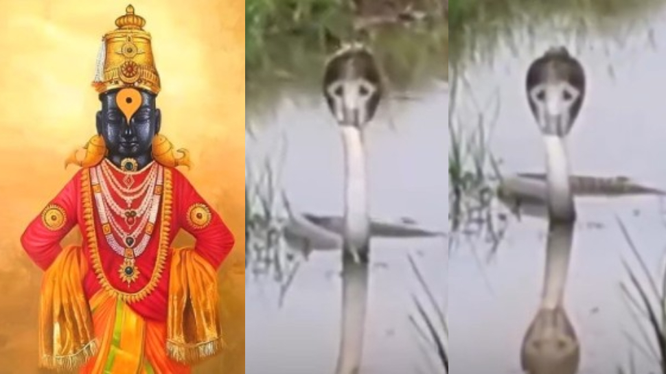 Snake Video: మహారాష్ట్రలో అద్భుతం.. పాము పడగ మీద పండరీపురం విఠలేశ్వరుడి ప్రతీరూపం.. అరుదైన వీడియో.. Snake Video: మహారాష్ట్రలో అద్భుతం.. పాము పడగ మీద పండరీపురం విఠలేశ్వరుడి ప్రతీరూపం.. అరుదైన వీడియో..