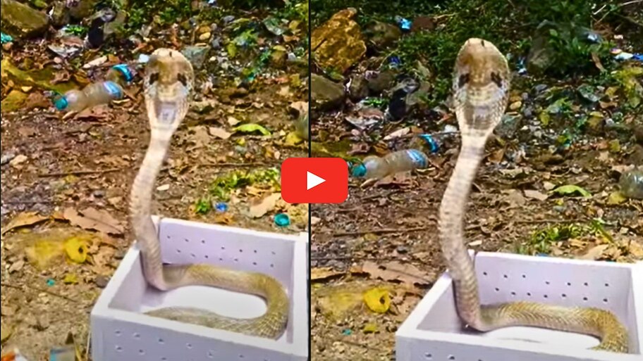 Cobra Video: వామ్మో.. తెల్ల బాక్సులో నుంచి పైకి లేచి పడగ విప్పిన నాగుపాము.. వీడియో ఇదే..