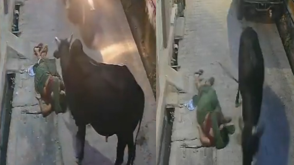Jhansi Bull Attack Video: ఓర్నాయనో.. మహిళను కుమ్మేసి గాల్లో బంతిలా ఎగిరేసిన ఎద్దు.. ఓళ్లు గగుర్పొడిచే వీడియో.. Jhansi Bull Attack Video: ఓర్నాయనో.. మహిళను కుమ్మేసి గాల్లో బంతిలా ఎగిరేసిన ఎద్దు.. ఓళ్లు గగుర్పొడిచే వీడియో..