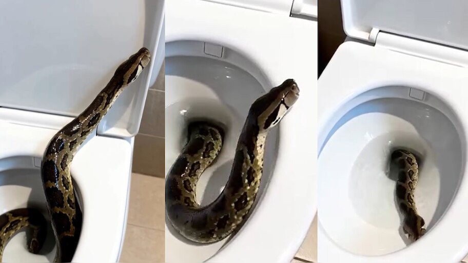 Python Video: ఓర్నాయనో.. అక్కడ నీకేం పని.! . టాయ్ లెట్‌లో భారీ కొండ చిలువ.. చెమటలు పట్టిస్తున్న వీడియో..