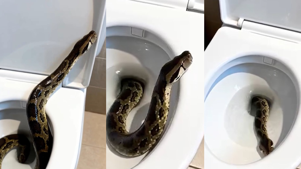 Python Video: ఓర్నాయనో.. అక్కడ నీకేం పని.! . టాయ్ లెట్లో భారీ కొండ చిలువ.. చెమటలు పట్టిస్తున్న వీడియో.. Python Video: ఓర్నాయనో.. అక్కడ నీకేం పని.! . టాయ్ లెట్లో భారీ కొండ చిలువ.. చెమటలు పట్టిస్తున్న వీడియో..