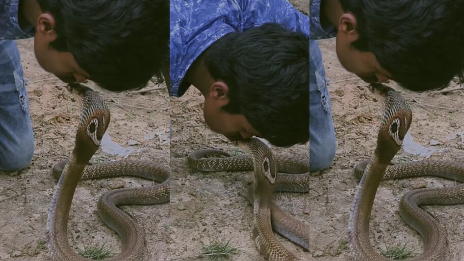 Snake Video: ఏంగుండెరా వాడిది.!. పాము పడగ మీద ముద్దు పెట్టుకుంటూ మరీ.. షాకింగ్ వీడియో..