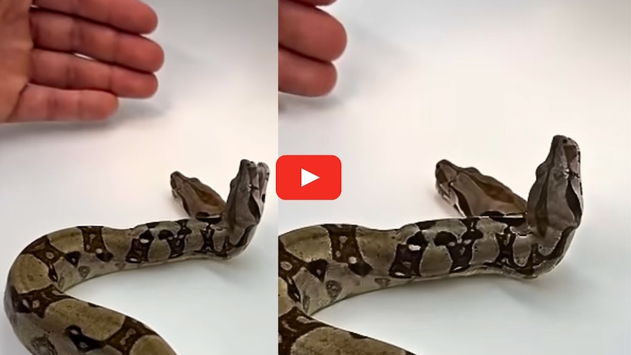 Two Headed Snake Video: ఓకే శరీరం రెండు తలలు.. అరుదైన పాము వీడియో.. చూస్తే ఆశ్చర్య పోవడం ఖాయం..