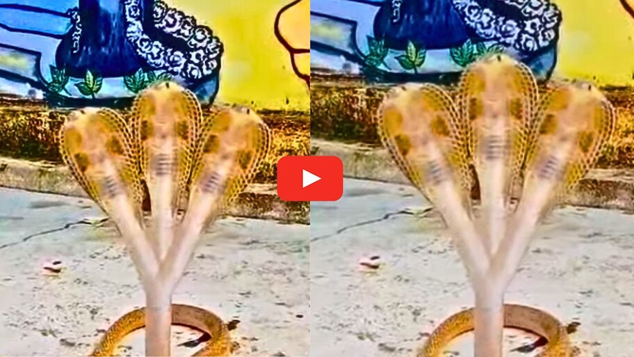 Three Headed Cobra Video: ఒక్క పాముకు మూడు తలలు.. గుళ్లో దర్శనమిచ్చిన అరుదైన నాగు.. వీడియో ఇదే..
