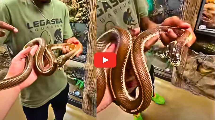 Two-headed King Cobra Video: రెండు తలల కాలిఫోర్నియా కింగ్ కోబ్రా.. వామ్మో కెమెరా వైపే ఎలా చూస్తుందో చూడండి..