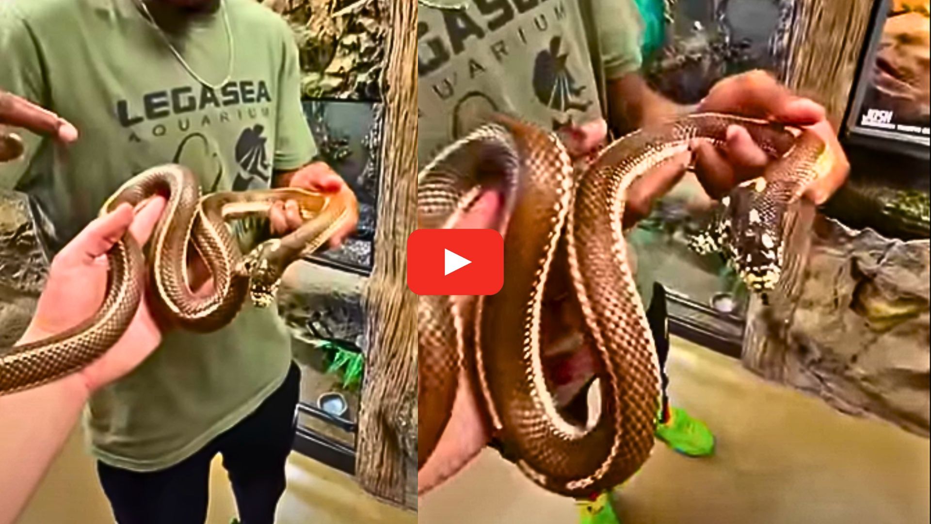 Two-headed King Cobra Video: రెండు తలల కాలిఫోర్నియా కింగ్ కోబ్రా.. వామ్మో కెమెరా వైపే ఎలా చూస్తుందో చూడండి.. Two-headed King Cobra Video: రెండు తలల కాలిఫోర్నియా కింగ్ కోబ్రా.. వామ్మో కెమెరా వైపే ఎలా చూస్తుందో చూడండి..