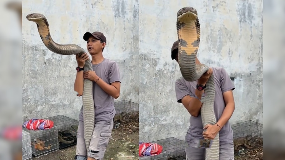 King Cobra: 20 అడుగుల భారీ సర్పం..మనిషిపైకి అమాంతం దూసుకువస్తే..?