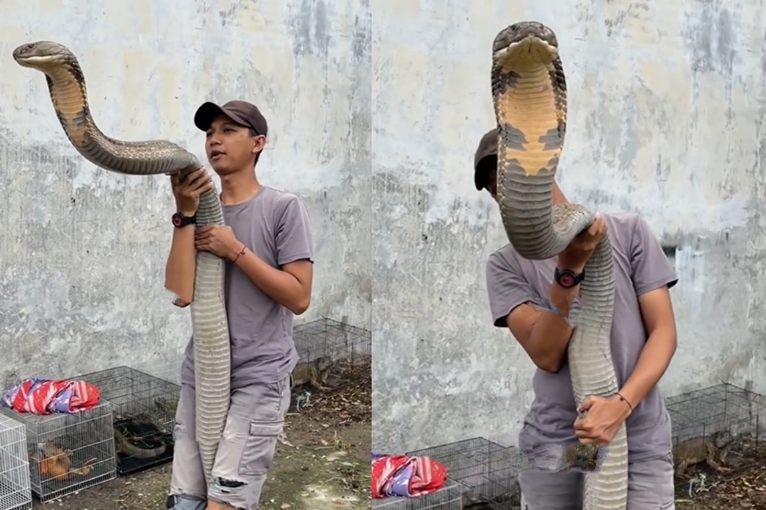 King Cobra: 20 అడుగుల భారీ సర్పం..మనిషిపైకి అమాంతం దూసుకువస్తే..? King Cobra: 20 అడుగుల భారీ సర్పం..మనిషిపైకి అమాంతం దూసుకువస్తే..?