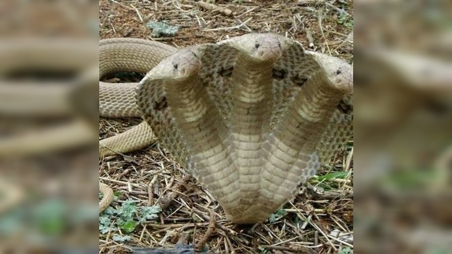 3 Headed Snake: మూడు తలల నాగుపాము..ఇలాంటి భయంకరమైన పాముని ఎక్కడైనా చూశారా?