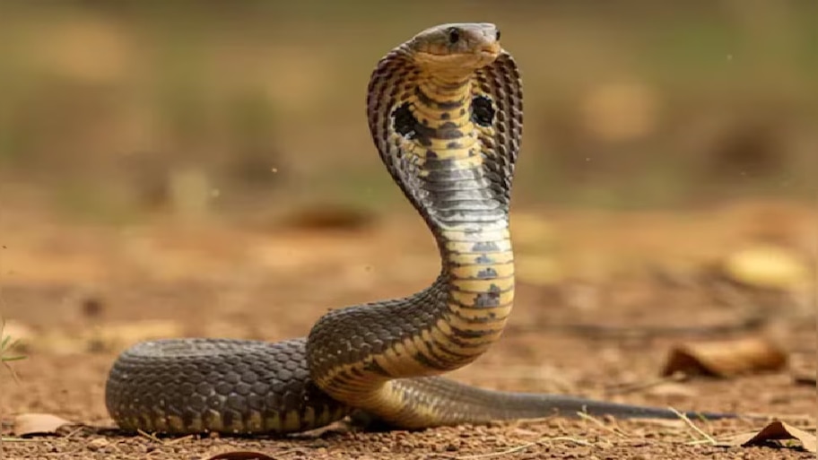 Snake Bite: పాము కాటేస్తే ఆస్పత్రికి వెళ్లాల్సిన పనే లేదు! తప్పించుకునే మార్గం ఇదే!