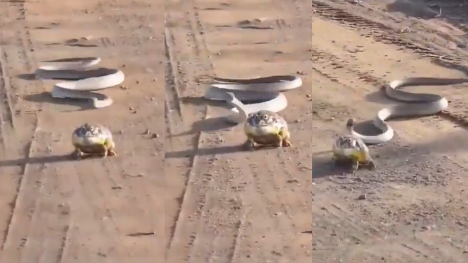 Snake VS Frog Video: వామ్మో.. కప్పను కసితీరా ఛేజింగ్ చేసిన నాగు పాము.. ఓళ్లు గగుర్పొడిచే వీడియో..