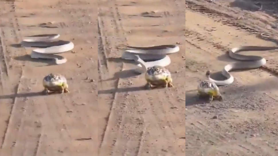 Snake VS Frog Video: వామ్మో.. కప్పను కసితీరా ఛేజింగ్ చేసిన నాగు పాము.. ఓళ్లు గగుర్పొడిచే వీడియో.. Snake VS Frog Video: వామ్మో.. కప్పను కసితీరా ఛేజింగ్ చేసిన నాగు పాము.. ఓళ్లు గగుర్పొడిచే వీడియో..