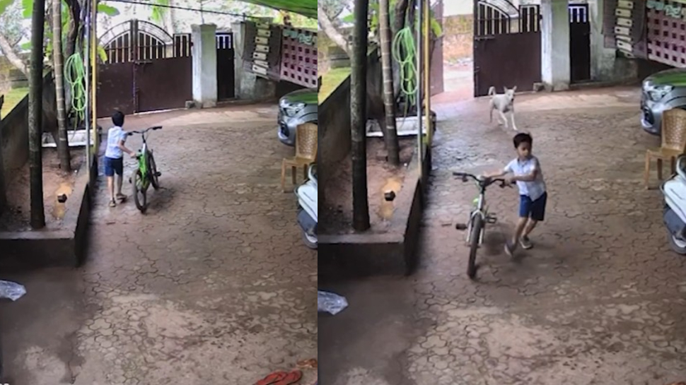 Stray dog Attack Video: మరోసారి స్ట్రీట్డాగ్ బీభత్సం.. ఆరేళ్ల బాలుడిపై వీధికుక్కల దాడి.. షాకింగ్ వీడియో.. Stray dog Attack Video: మరోసారి స్ట్రీట్డాగ్ బీభత్సం.. ఆరేళ్ల బాలుడిపై వీధికుక్కల దాడి.. షాకింగ్ వీడియో..