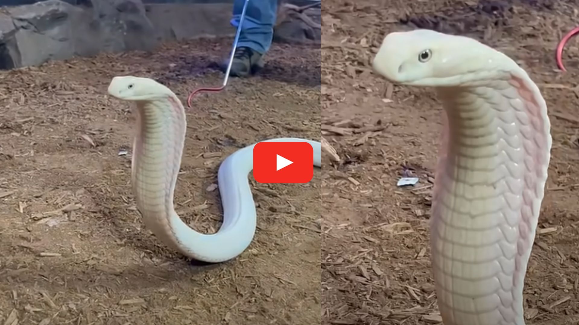 Rare White Cobra Video: ప్రపంచంలోనే అరుదైన వైట్ కింగ్ కోబ్రా.. పడగ విప్పి ఎలా చూస్తుందో చూడండి.. వీడియో ఇదే.. Rare White Cobra Video: ప్రపంచంలోనే అరుదైన వైట్ కింగ్ కోబ్రా.. పడగ విప్పి ఎలా చూస్తుందో చూడండి.. వీడియో ఇదే..
