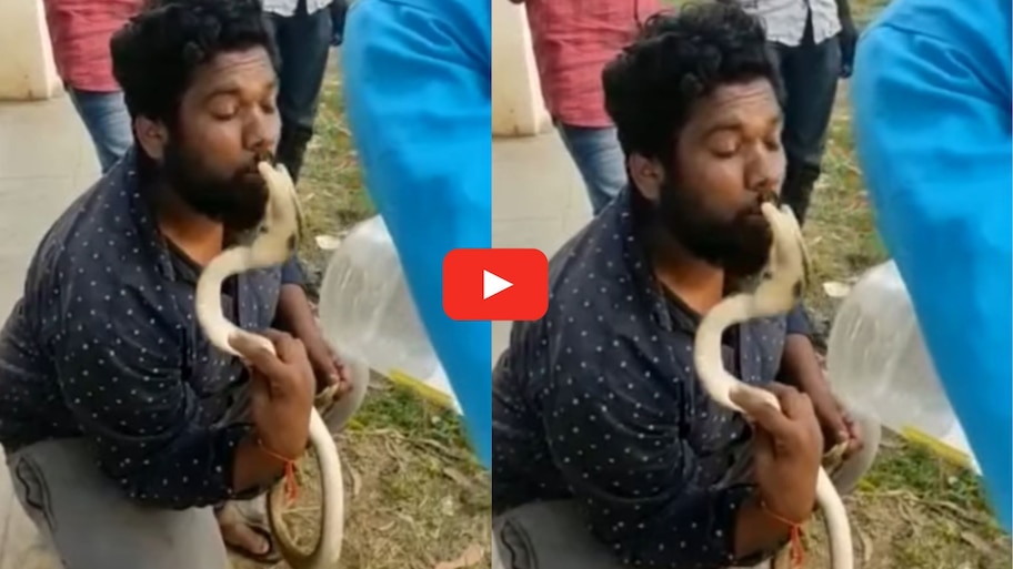 Venomous King Cobra Bite Latest Video: కింగ్ కోబ్రాను ముద్దు పెట్టుకోబోతే.. ముక్కు మీద కాటేసింది.. అరుదైన వీడియో..