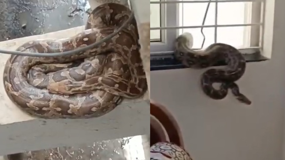 Huge Python At Bachupally Video:  వామ్మో.. బాచుపల్లిలో భారీ కొండ చిలువ కలకలం.. ఓళ్లు గగుర్పొడిచే వీడియో..