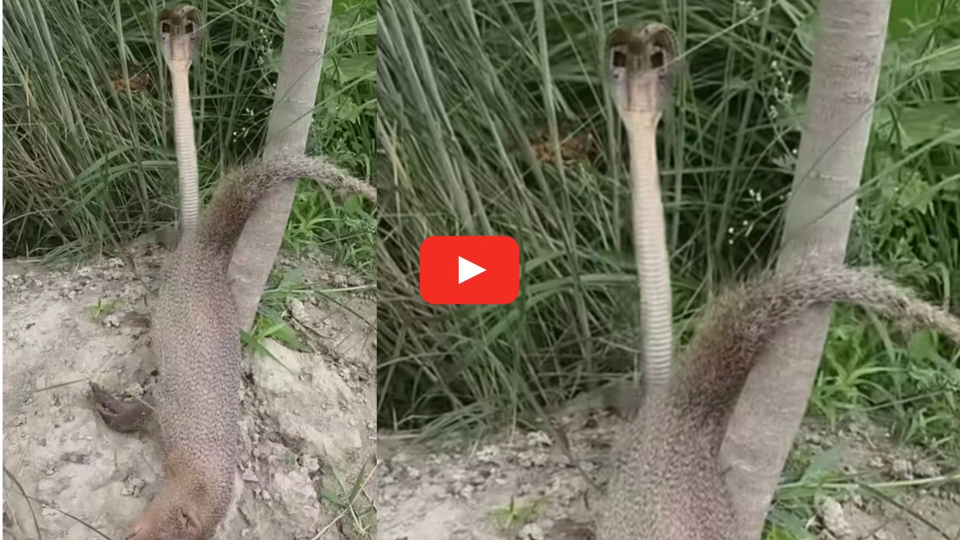 Cobra Rare Video: అరుదైన ఘటన.. ముంగిసను హతమార్చిన నల్ల త్రాచు.. వీడియో ఇదే.. Cobra Rare Video: అరుదైన ఘటన.. ముంగిసను హతమార్చిన నల్ల త్రాచు.. వీడియో ఇదే..
