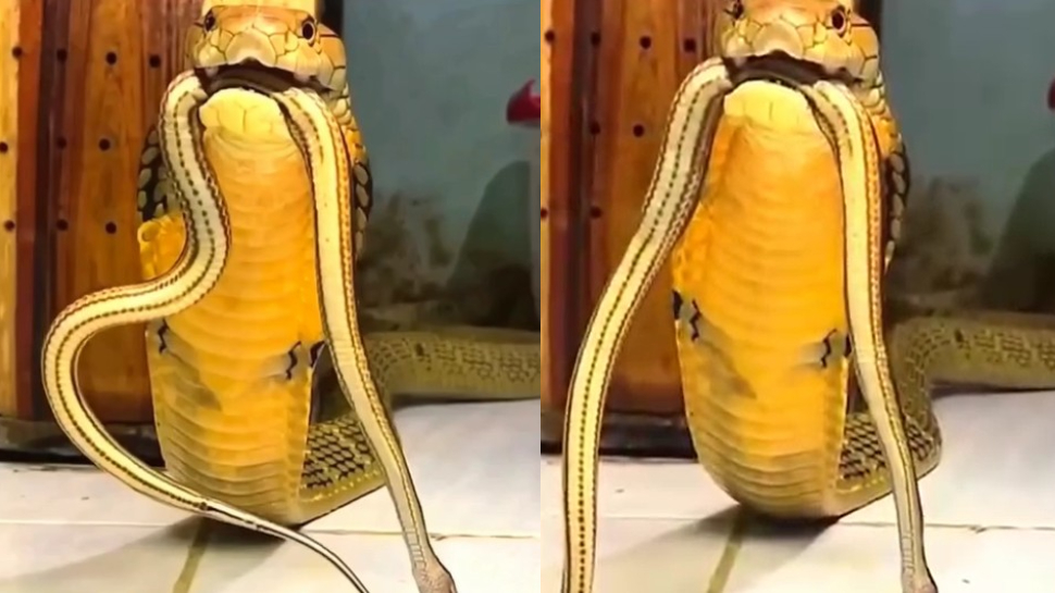 King Cobra Attack Video: నాతోనే పరాచకాలా..?.. చిన్న పామును కసితీరా కొరికి దాడి చేసిన కింగ్ కోబ్రా.. షాకింగ్ వీడియో.. King Cobra Attack Video: నాతోనే పరాచకాలా..?.. చిన్న పామును కసితీరా కొరికి దాడి చేసిన కింగ్ కోబ్రా.. షాకింగ్ వీడియో..