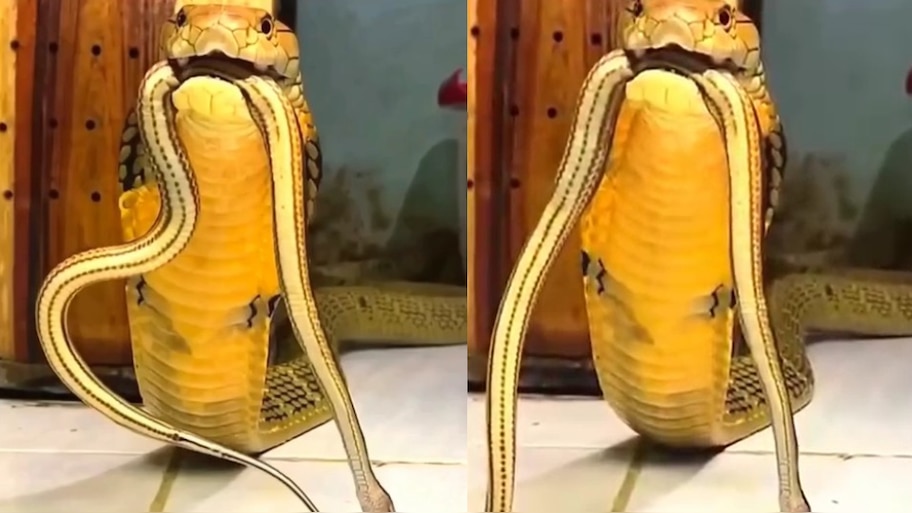King Cobra Attack Video: నాతోనే పరాచకాలా..?.. చిన్న పామును కసితీరా కొరికి దాడి చేసిన  కింగ్ కోబ్రా.. షాకింగ్ వీడియో..