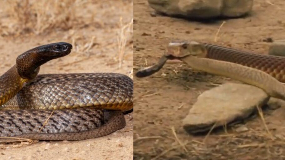 Inland taipan Snake Video: ఒక్క కాటుతో 100 మంది ఫసక్.. అలాంటి పామునే పాప్ కార్న్‌లా నమిలేసిన మరో సర్పం.. వీడియో ఇదే..