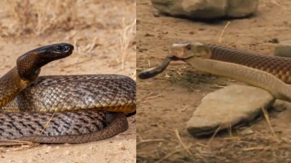 Inland taipan Snake Video: ఒక్క కాటుతో 100 మంది ఫసక్.. అలాంటి పామునే పాప్ కార్న్లా నమిలేసిన మరో సర్పం.. వీడియో ఇదే.. Inland taipan Snake Video: ఒక్క కాటుతో 100 మంది ఫసక్.. అలాంటి పామునే పాప్ కార్న్లా నమిలేసిన మరో సర్పం.. వీడియో ఇదే..