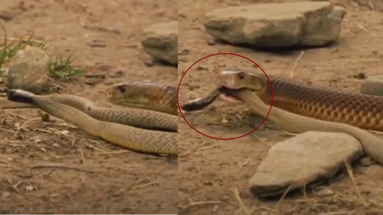 Snake Video: ఒక్క కాటుతో 100 మందిని చంపే పాముని నమిలి మింగేసిన త్రాచు పాము! వైరల్ వీడియో Snake Video: ఒక్క కాటుతో 100 మందిని చంపే పాముని నమిలి మింగేసిన త్రాచు పాము! వైరల్ వీడియో