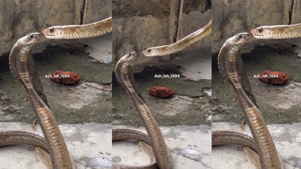 Snakes Romance Video: ఫీలింగ్స్ మీకేనా.. మాకు ఉంటాయి.!. లిప్ లాక్ చేసుకుంటున్న రెండు పాములు. . అరుదైన వీడియో.. Snakes Romance Video: ఫీలింగ్స్ మీకేనా.. మాకు ఉంటాయి.!. లిప్ లాక్ చేసుకుంటున్న రెండు పాములు. . అరుదైన వీడియో..