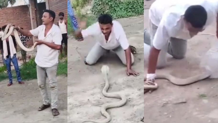 Cobra Snake Video: అయ్యో.. కాపాడిన స్నేక్ క్యాచర్‌నే కాటు వేసిన నాగు పాము.. ఓళ్లు గగుర్పొడిచే వీడియో..