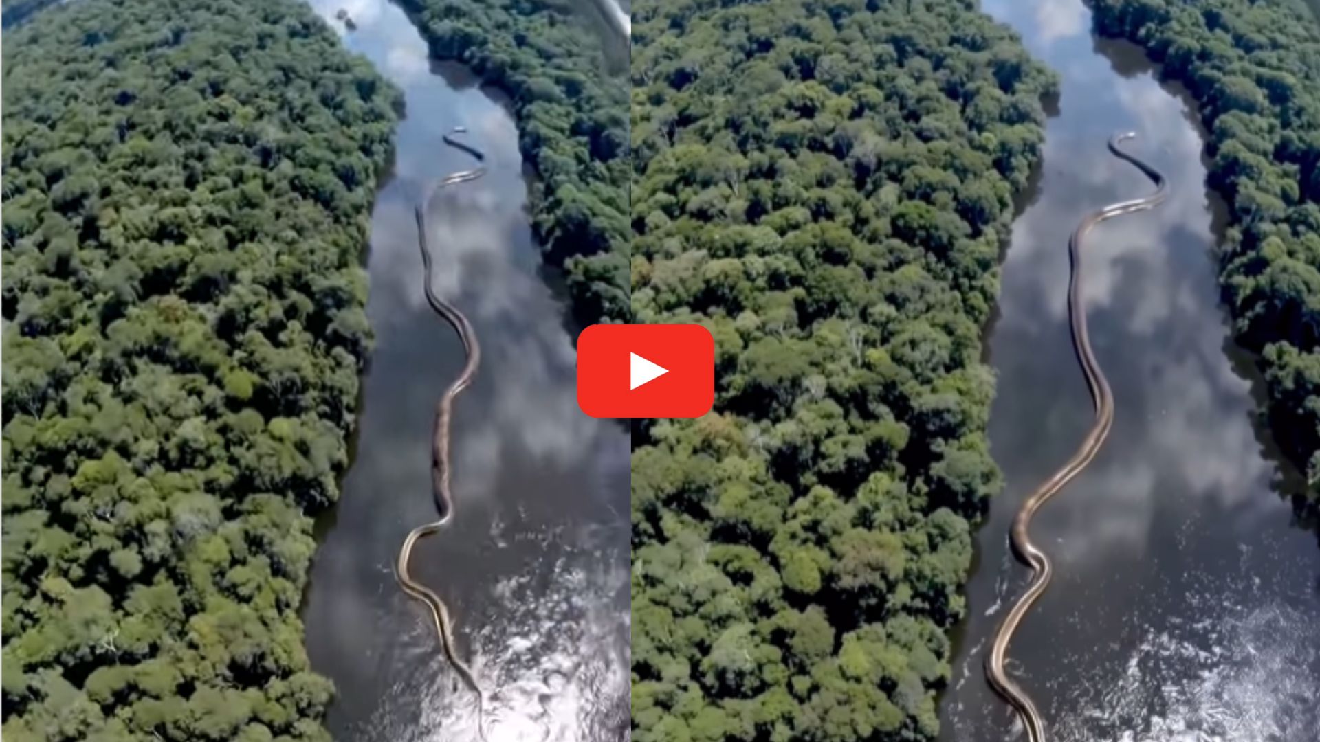 30 Foot Long Anaconda Video Watch: బాబోయ్‌..ప్రపంచంలోనే పొడవైన 30 అడుగుల అనకొండ పాము.. హెలిక్యాప్టర్ నుంచి తీసిన వీడియో ఇదే..