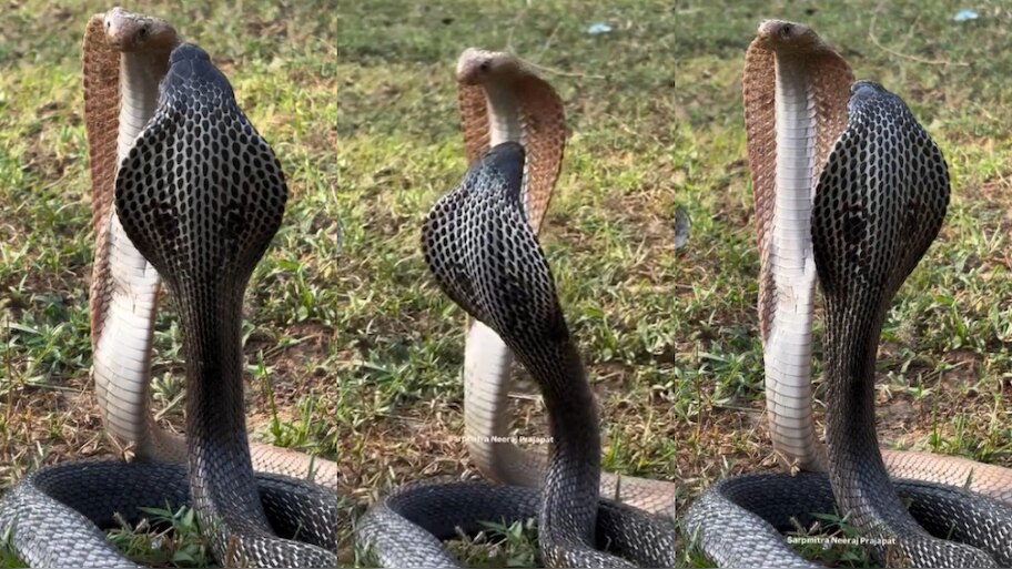 Snakes Video: అరె వావ్.. పచ్చని చెట్లల్లో సయ్యాటలాడుతున్న నల్లని, గోధుమ రంగు నాగు పాములు..  అరుదైన వీడియో..