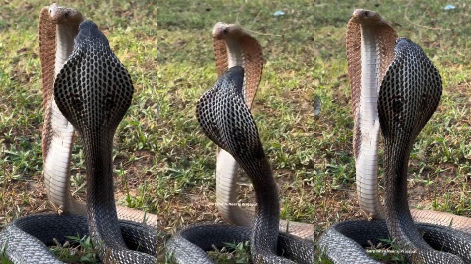 Snakes Video: అరె వావ్.. పచ్చని చెట్లల్లో సయ్యాటలాడుతున్న నల్లని, గోధుమ రంగు నాగు పాములు.. అరుదైన వీడియో.. Snakes Video: అరె వావ్.. పచ్చని చెట్లల్లో సయ్యాటలాడుతున్న నల్లని, గోధుమ రంగు నాగు పాములు.. అరుదైన వీడియో..