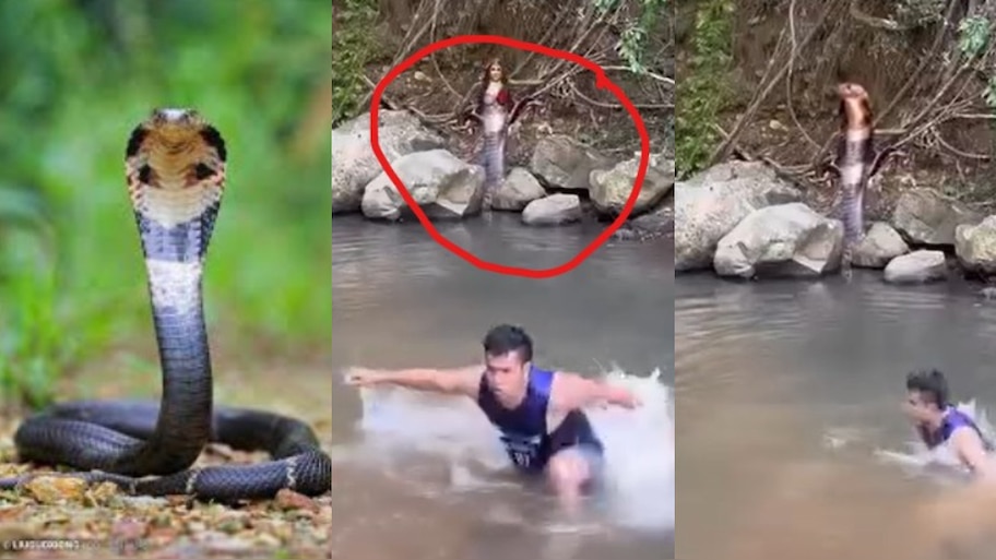 Snake Video: షాకింగ్..  చూస్తుండగానే అమ్మాయిలా మారిన నాగు పాము.?.. ఓళ్లు గగుర్పొడిచే వీడియో..