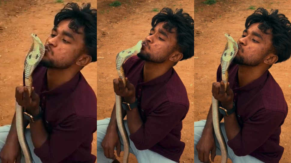 Snake Video: ఏంట్రా.. అదెమన్నా నీ పోరీ అనుకున్నావా..?.. నాగుపాముకు కసితీరా ముద్దులు.. ఇంతలో..?.. షాకింగ్ వీడియో.. Snake Video: ఏంట్రా.. అదెమన్నా నీ పోరీ అనుకున్నావా..?.. నాగుపాముకు కసితీరా ముద్దులు.. ఇంతలో..?.. షాకింగ్ వీడియో..