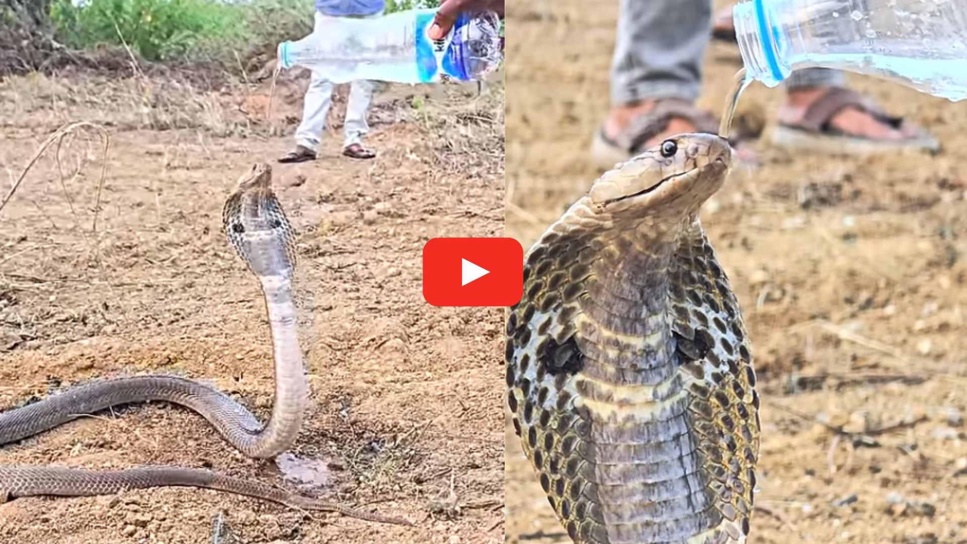 Cobra Drinking Water Video: నీదేం గుండె రా బాబు.. ఏకంగా నాగుపాముకి బాటిల్తో నీళ్లు తాగించావ్.. వీడియో.. Cobra Drinking Water Video: నీదేం గుండె రా బాబు.. ఏకంగా నాగుపాముకి బాటిల్తో నీళ్లు తాగించావ్.. వీడియో..
