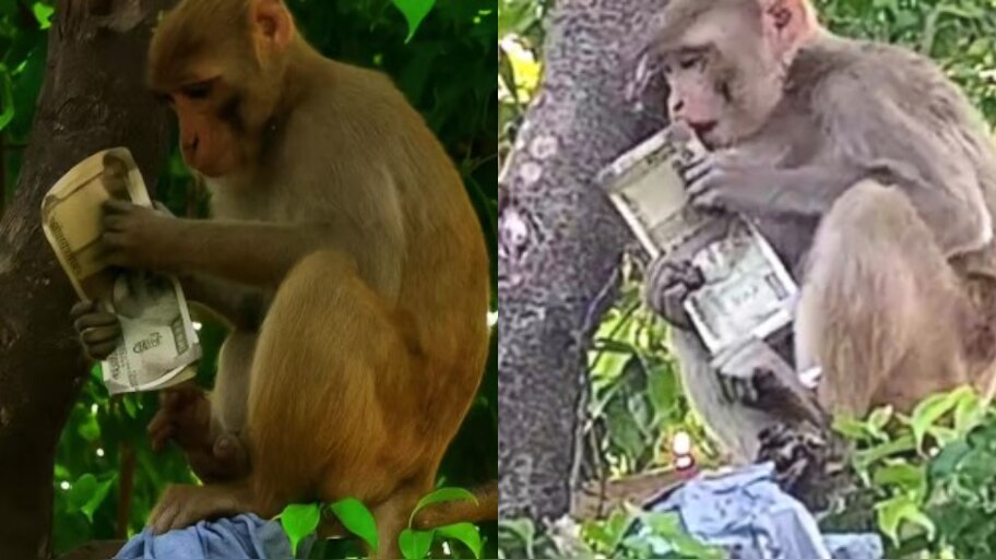Video Viral: ఓర్నాయనో.. డబ్బుల బ్యాగ్‌ను ఎత్తుకెళ్లిన కోతి.. నోట్లను కొరికేస్తు చెట్టు మీద హల్ చల్.. వీడియో వైరల్..
