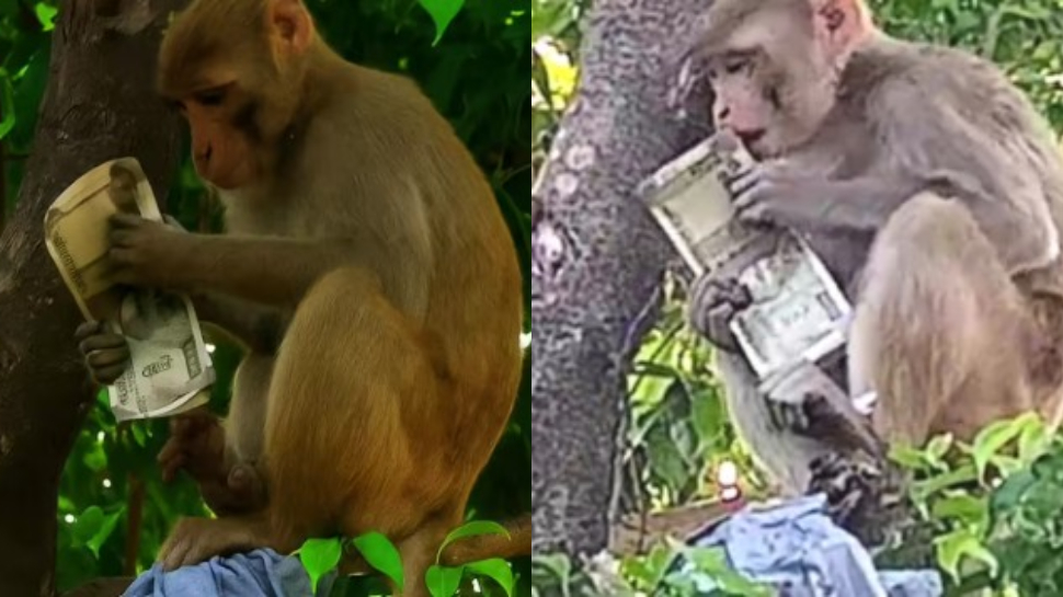 Video Viral: ఓర్నాయనో.. డబ్బుల బ్యాగ్ను ఎత్తుకెళ్లిన కోతి.. నోట్లను కొరికేస్తు చెట్టు మీద హల్ చల్.. వీడియో వైరల్.. Video Viral: ఓర్నాయనో.. డబ్బుల బ్యాగ్ను ఎత్తుకెళ్లిన కోతి.. నోట్లను కొరికేస్తు చెట్టు మీద హల్ చల్.. వీడియో వైరల్..