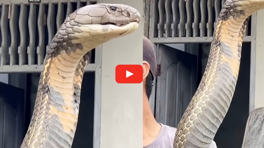 Giant King Cobra Video: వామ్మో.. 12 అడుగుల కింగ్ కోబ్రాను పట్టుకున్న యువకుడు.. వీడియో ఇదే..
