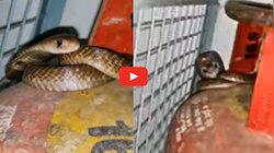 Black Cobra Video: బాబోయ్‌.. వంట గదిలో గ్యాస్ సిలిండర్ చుట్టు చుట్టుకున్న నల్లత్రాచు.. వీడియో!