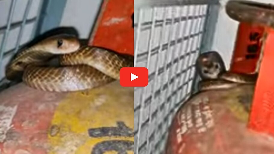 Black Cobra Video: బాబోయ్‌.. వంట గదిలో గ్యాస్ సిలిండర్ చుట్టు చుట్టుకున్న నల్లత్రాచు.. వీడియో!