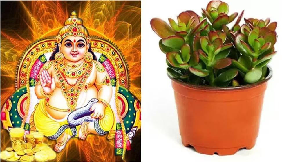 Kuberakshi Plant: సంపదకు అధిపతి కుబేరునికి ఇష్టమైన మొక్క..దీపావళికి ఇంట్లో నాటితే కోటీశ్వరులవుతారు! Kuberakshi Plant: సంపదకు అధిపతి కుబేరునికి ఇష్టమైన మొక్క..దీపావళికి ఇంట్లో నాటితే కోటీశ్వరులవుతారు!