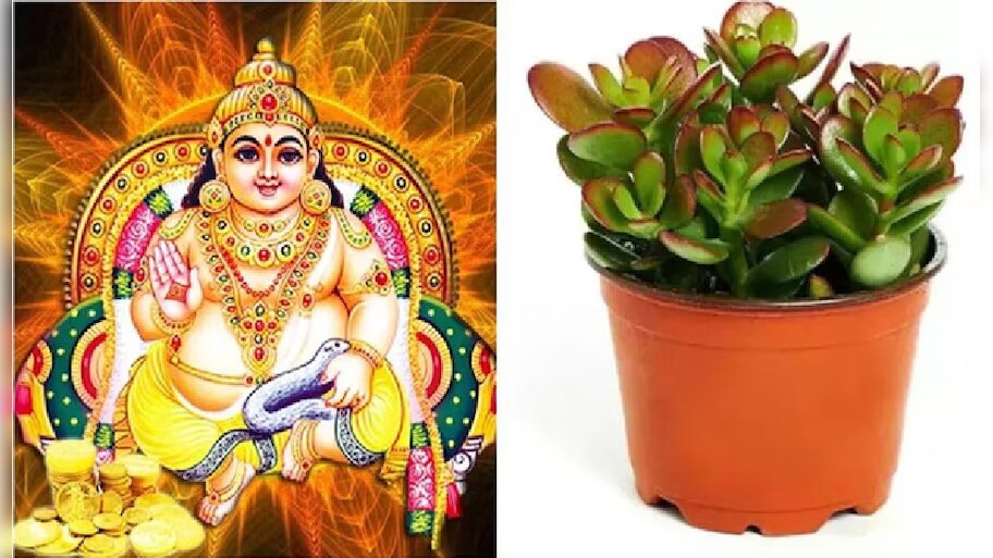 Kuberakshi Plant: సంపదకు అధిపతి కుబేరునికి ఇష్టమైన మొక్క..దీపావళికి ఇంట్లో నాటితే కోటీశ్వరులవుతారు!