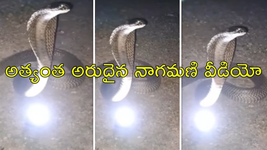 Naga Mani: వైరల్‌ వీడియో.. పాము పడగ పై నుంచి కింద పడిన నాగమణి
