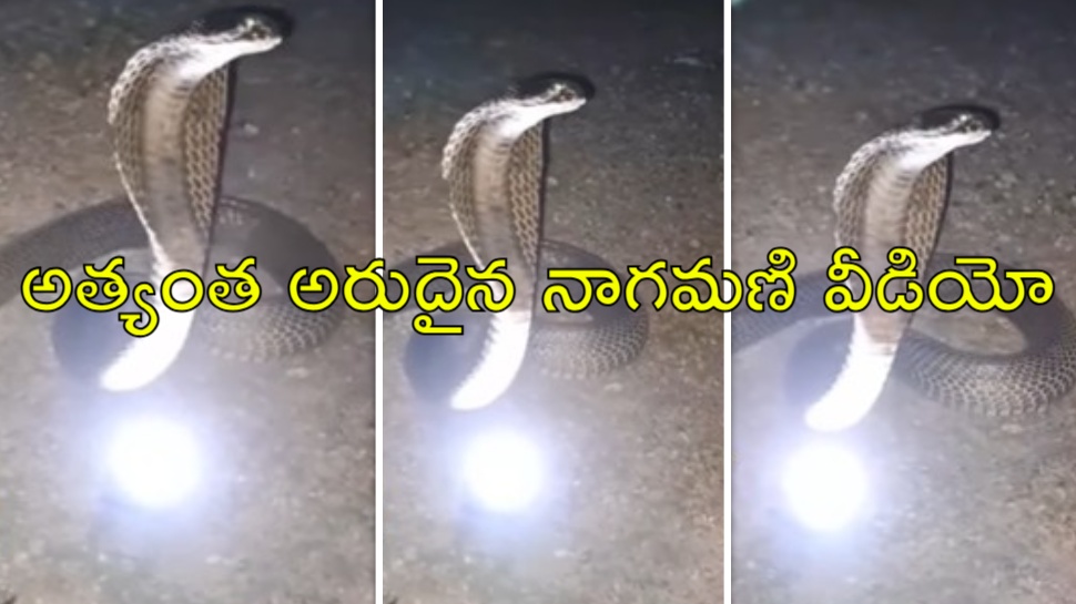 Naga Mani: వైరల్ వీడియో.. పాము పడగ పై నుంచి కింద పడిన నాగమణి Naga Mani: వైరల్ వీడియో.. పాము పడగ పై నుంచి కింద పడిన నాగమణి