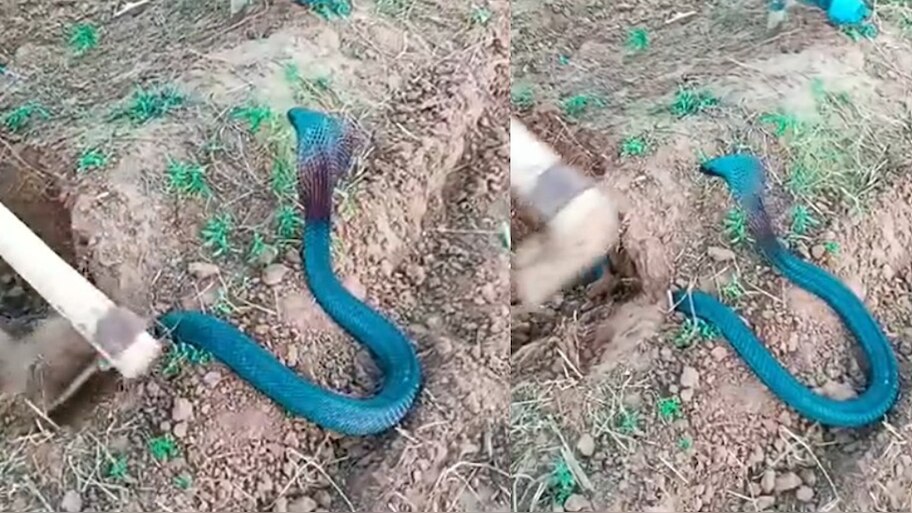 Snake Video: బాప్ రే.. పొలంలో ప్రత్యక్షమైన అరుదైన నీలంరంగు నాగు పాము.. వీడియో వైరల్..