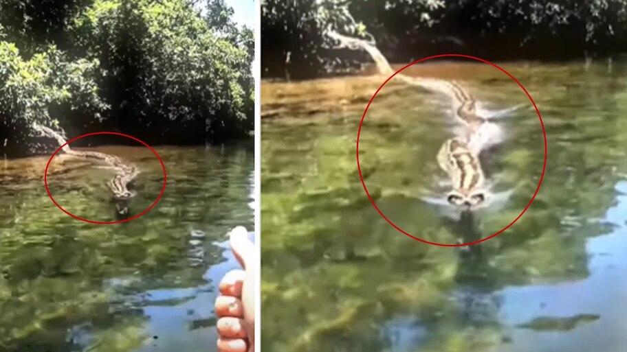 Viral Video: పడవపైకి దూసుకొచ్చిన 100 అడుగుల కొండచిలువ..మనిషిపైకి ఒక్కసారిగా పడితే..!